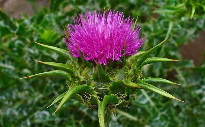 Cardo Mariano (Silybum marianum)